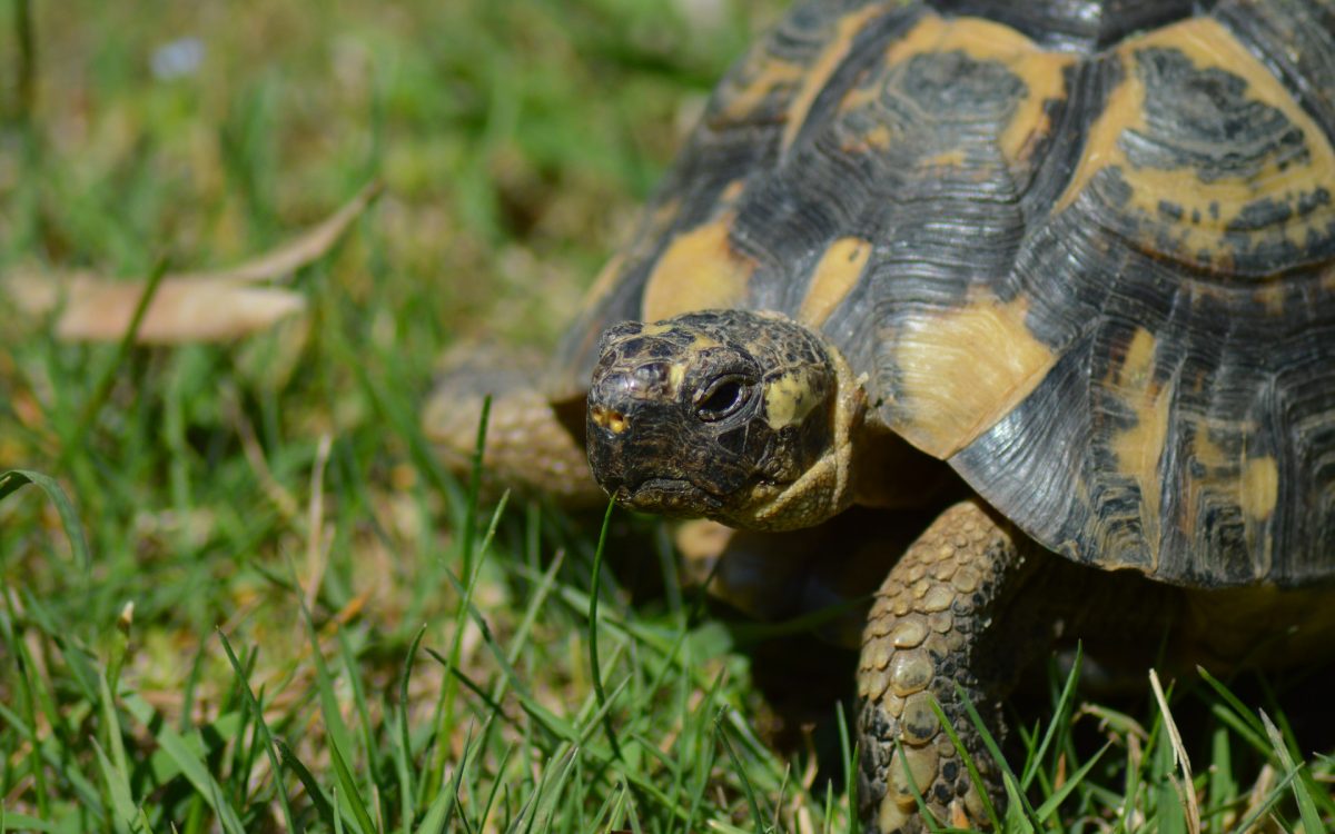 La cité des tortues A Cupulatta