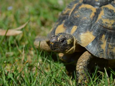 La cité des tortues A Cupulatta